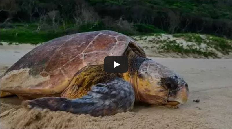 See the African Icons turtle video by clicking on this link: http://africanicons.co.za/biodiversity-isimangaliso-wetland-park/ 