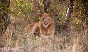 Lion photograph taken by Chris Laskey while visiting Rhino Ridge Safari Lodge in Hluhluwe