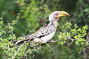 Ground Hornbill