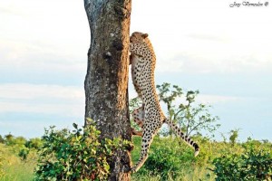 Climbing Cat - Joey Vermeulen