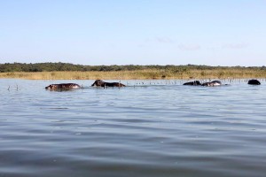 Kosi Bay Nature Reserve - Kosi Forest Lodge