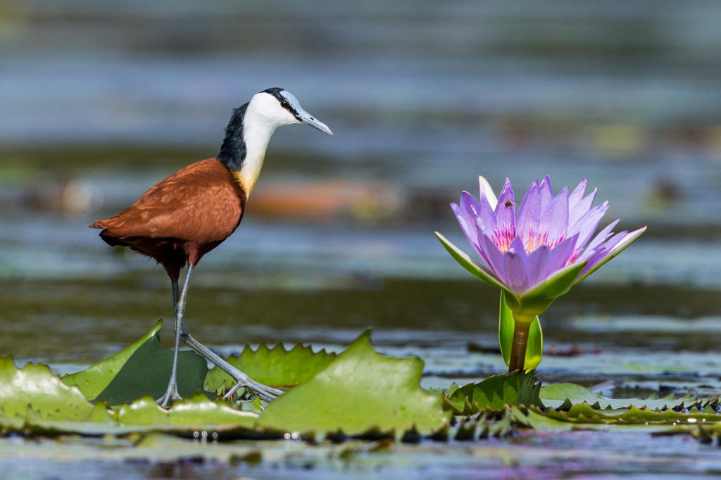 Jacana and lily photograph by Scott Ramsay for Africa Geographic