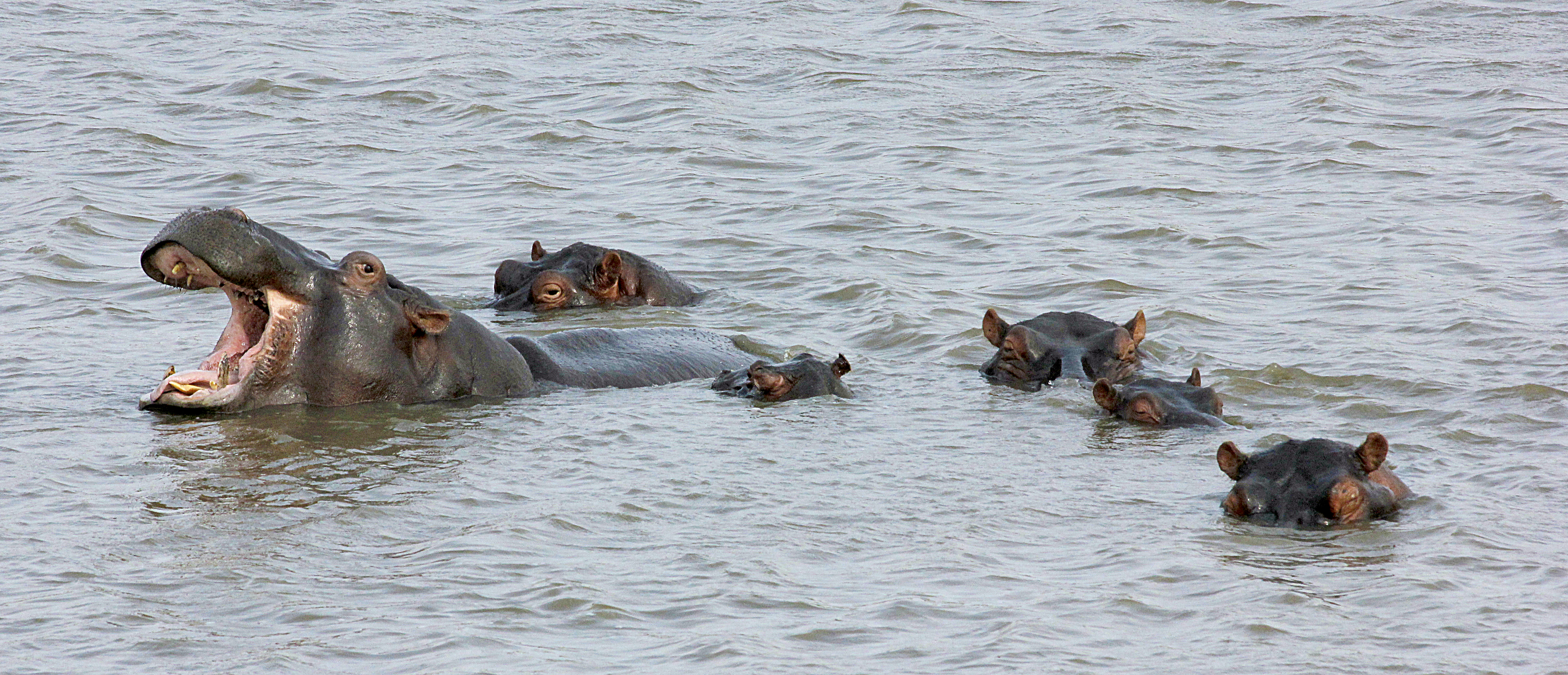 The famous local hippo, after which the community project is named