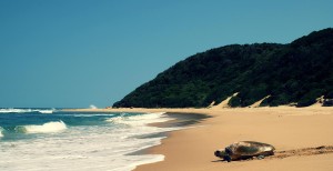 Turtle Returning To Sea