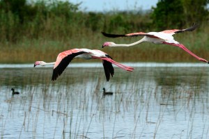 Flamingoes