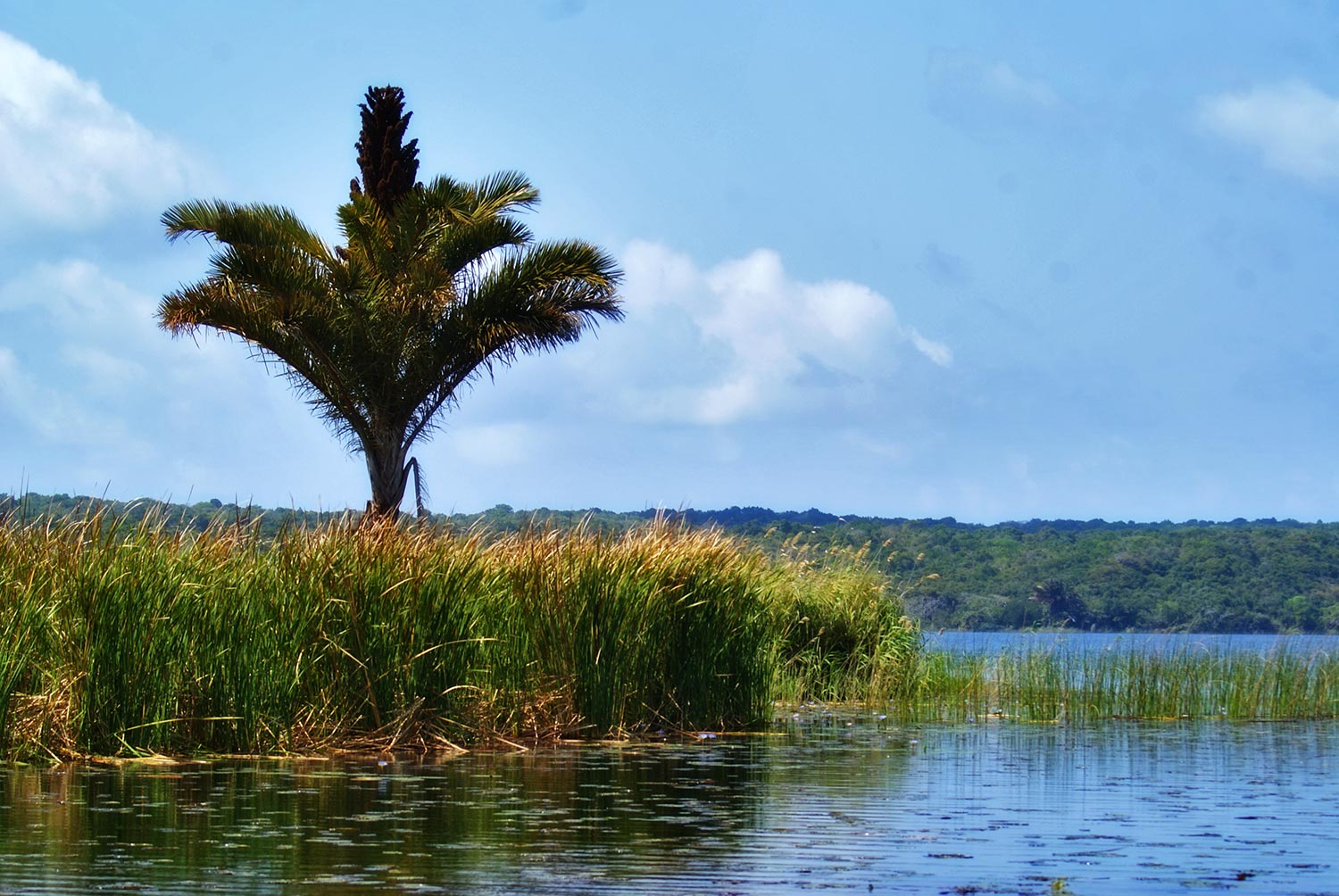 Raffia Palm Kosi Forest Lodge