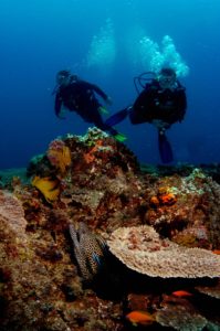 Luxury Dive Resort - Thonga Reefs With Leopard Eel