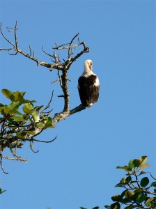 Palm Nut Vulture