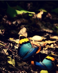 Butterflies In The Forest