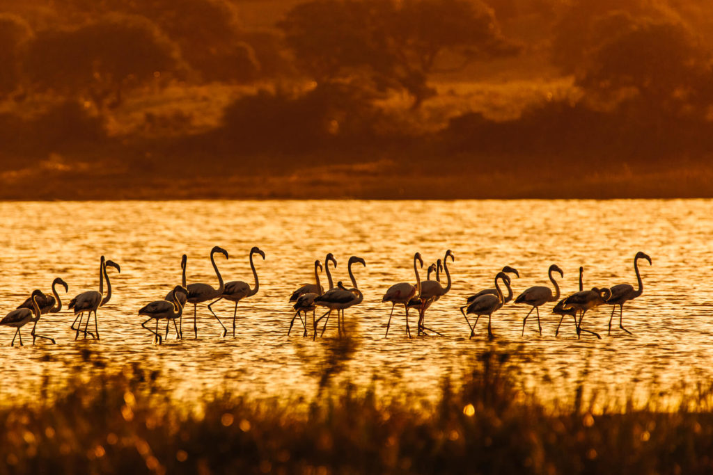 KosiForestLodge_Birding_Flamingoes KosiForestLodge_Birding_Flamingoes