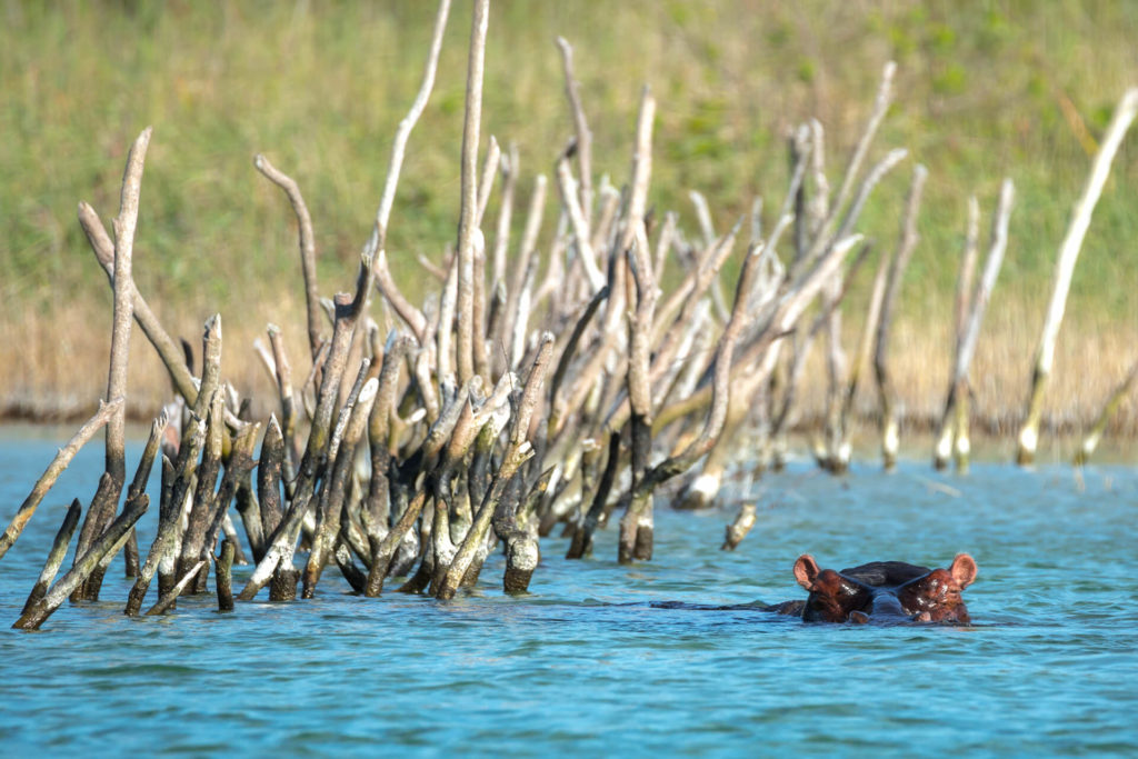 A hippo amongst the traditional fish traps while we explore the Kosi Lakes by boat 