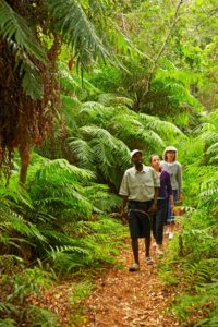 Kosi Forest Lodge