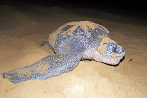 Turtle Tracking at Kosi Forest Lodge