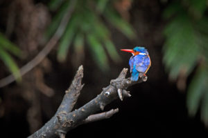 Malachite Kingfisher at Kosi Forest Lodge