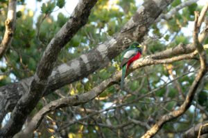 Kosi Forest Lodge