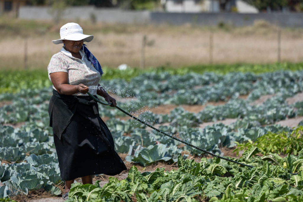 Vulindlela vegetable garden supported by the Isibindi Foundation (travelling with purpose)