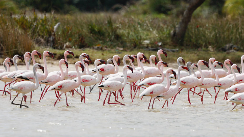 Flock of lesser flamingoes seen from the boat while exploring the Kosi Lake system