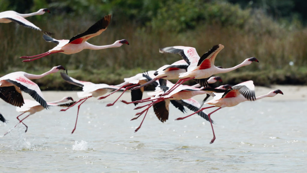 Flock of lesser flamingoes take flight
