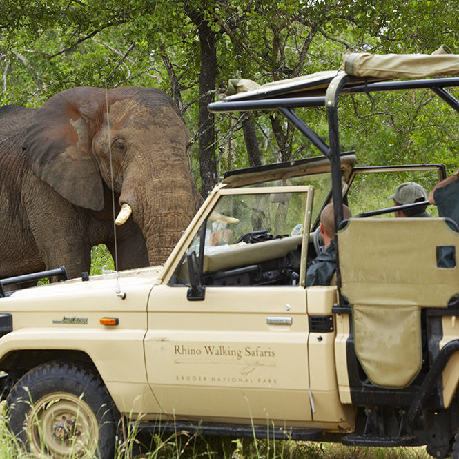 Game drive Kruger National Park Guest from Rhino Post Camp on game drive looking at Elephant (Loxodonta africana). Kruger National Park. Mpumalanga. South Africa.
