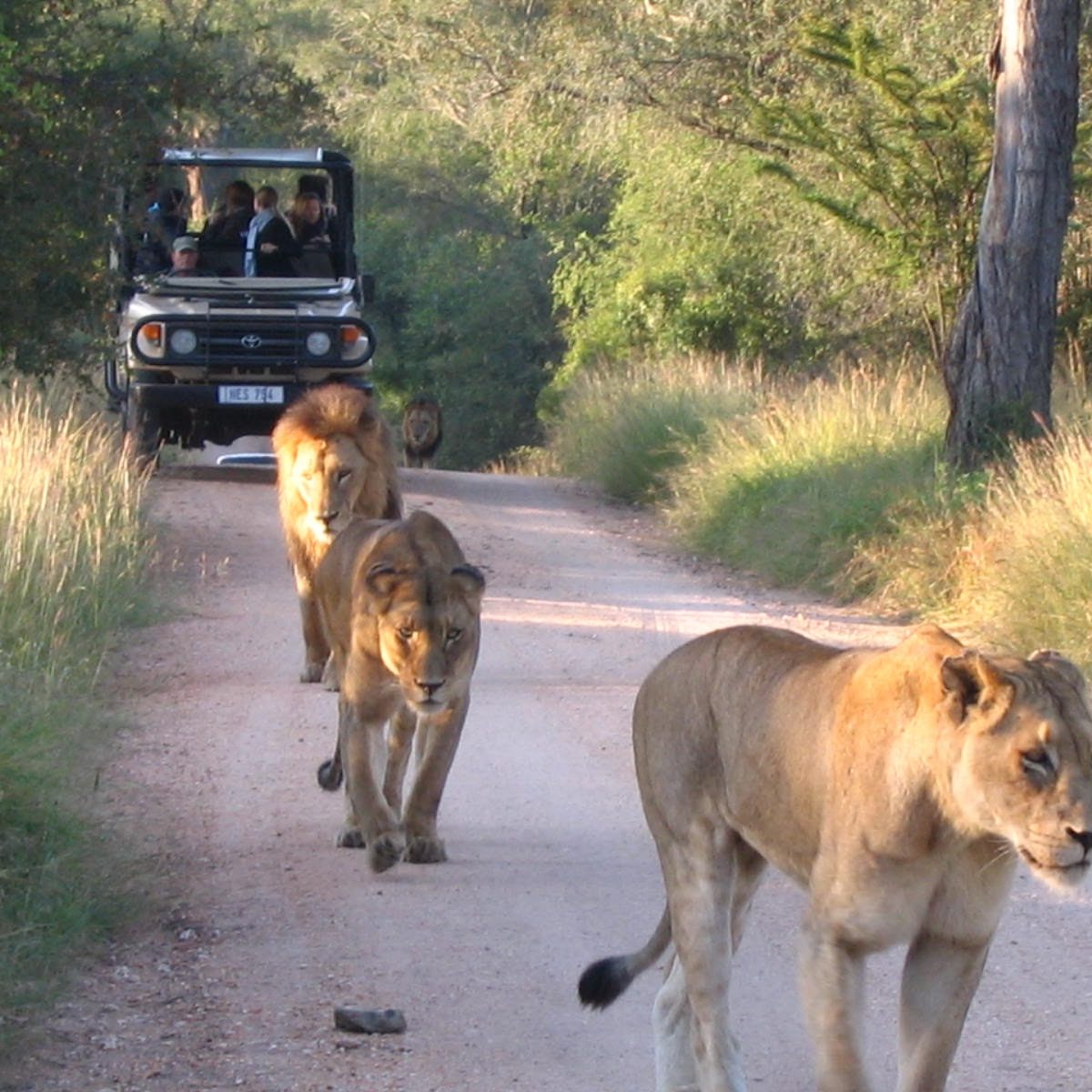 Game drive Game drive