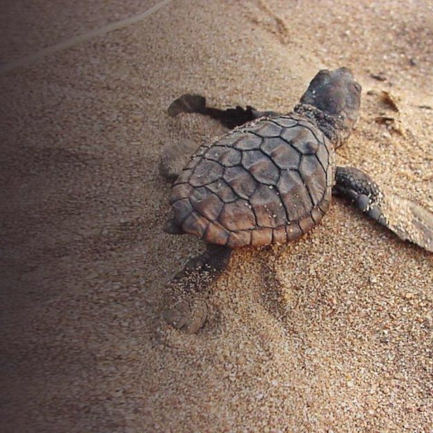 418-Turtle-hatchling-1024x627 418-Turtle-hatchling-1024x627