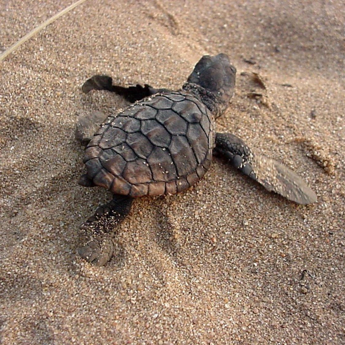 Turtle Hatchling Turtle Hatchling