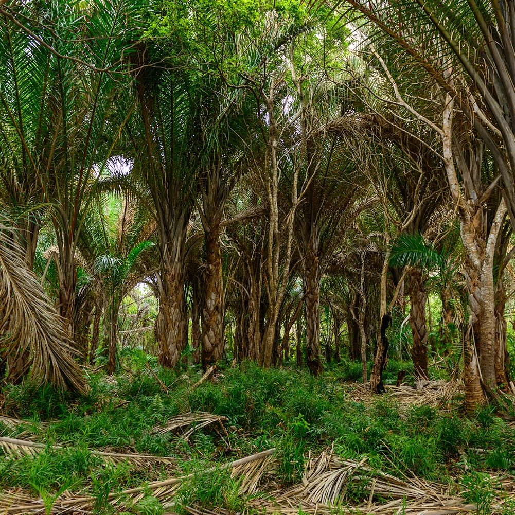 Raffia Palm Forest Raffia Palm Forest