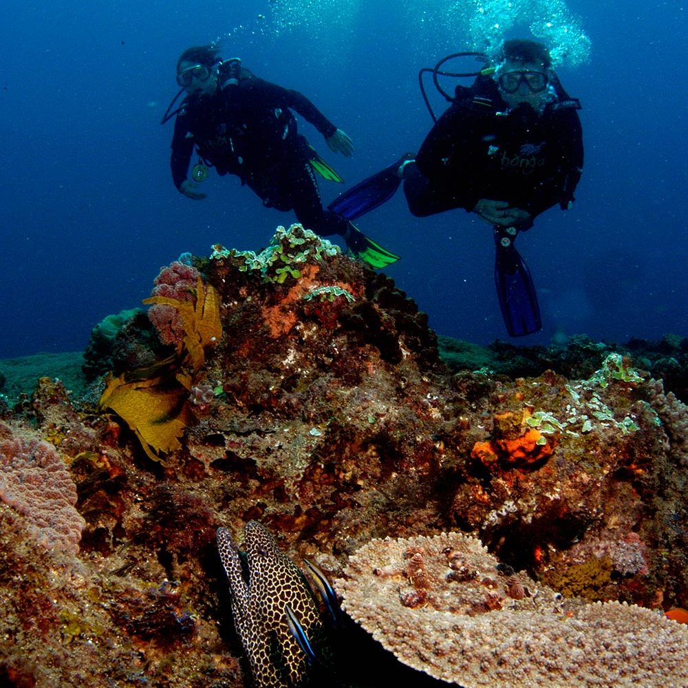 Thonga Reefs With Leopard Eel Luxury Dive Resort - Thonga Reefs With Leopard Eel