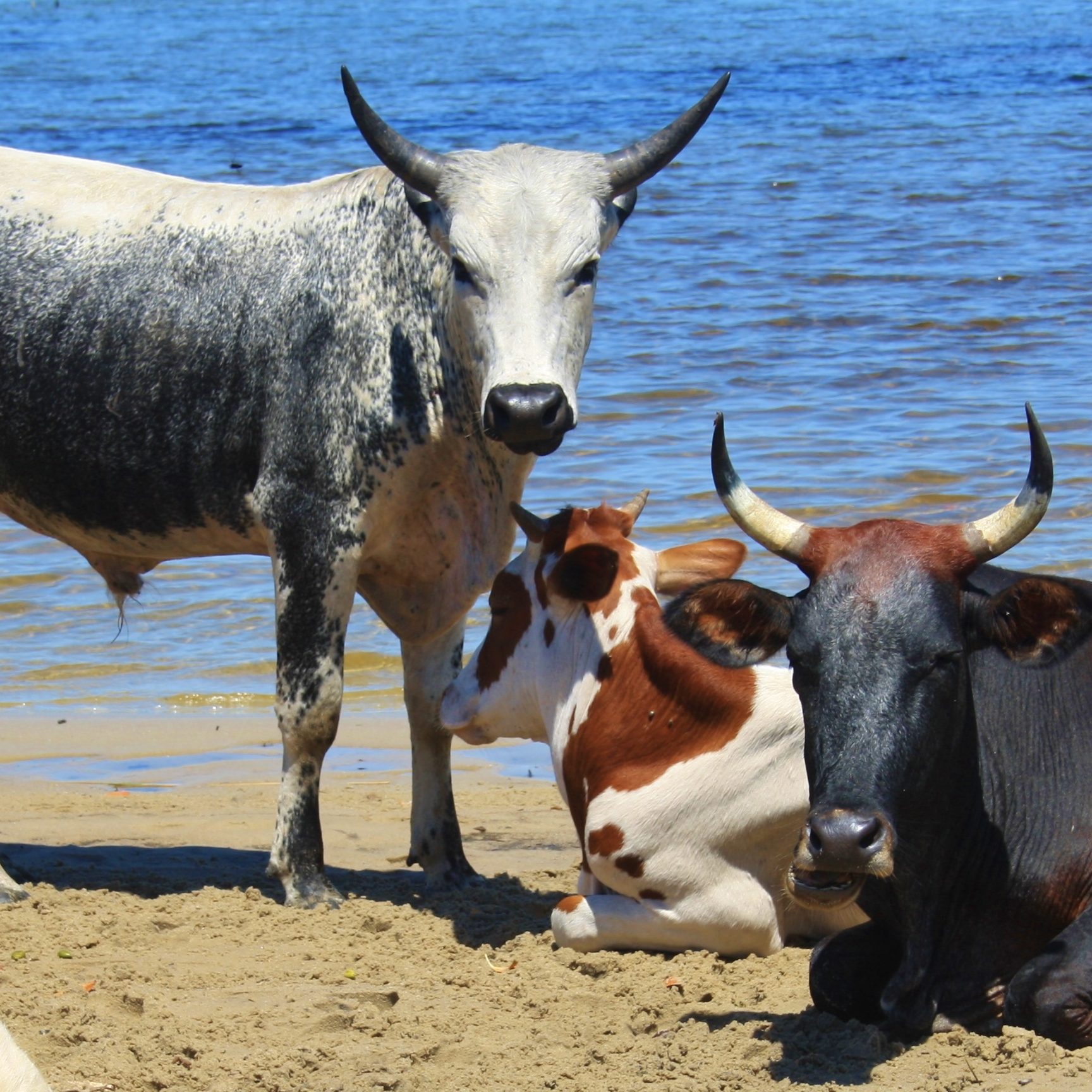 Nguni cows on the beach at Kosi Bay