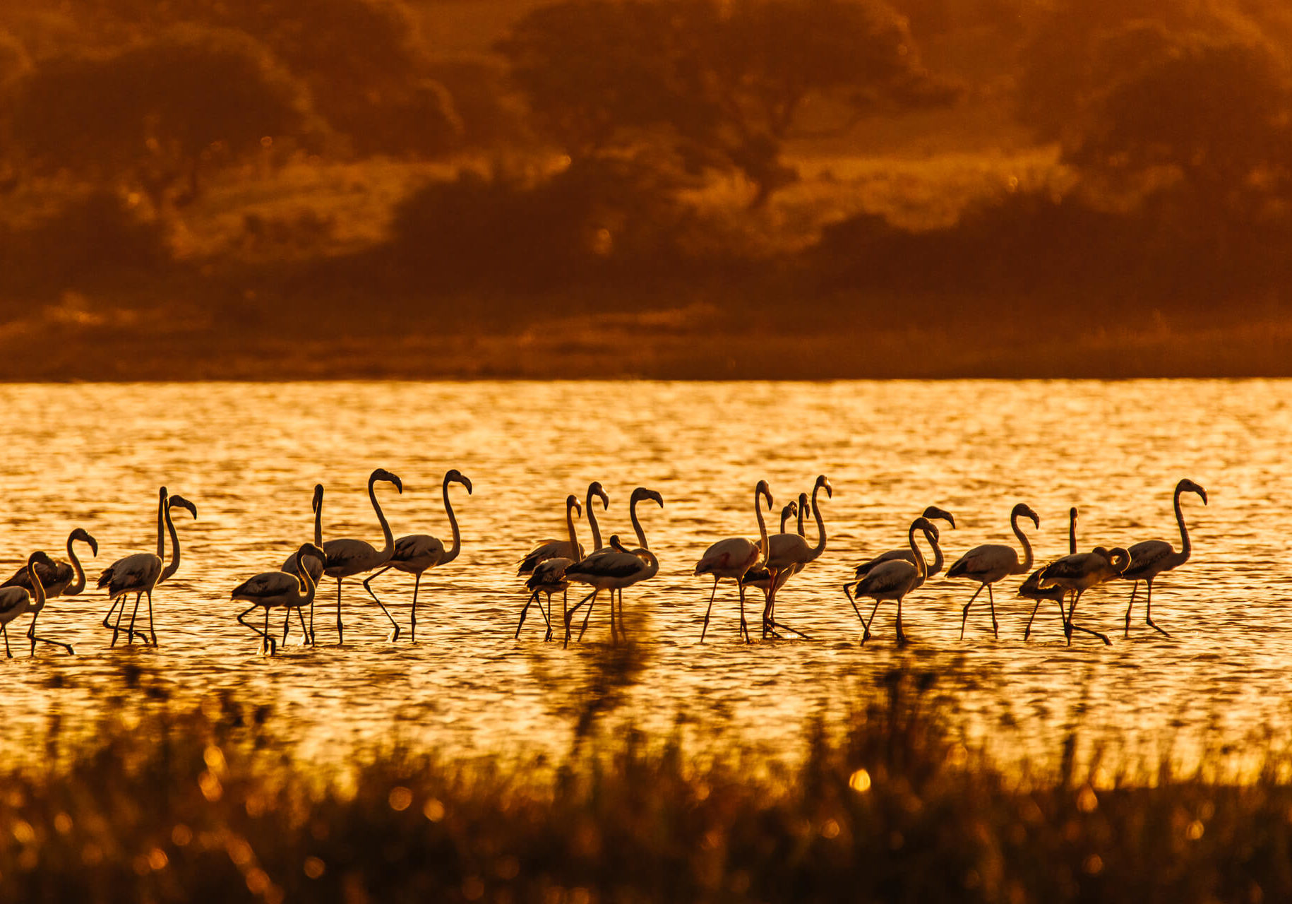 KosiForestLodge_Birding_Flamingoes