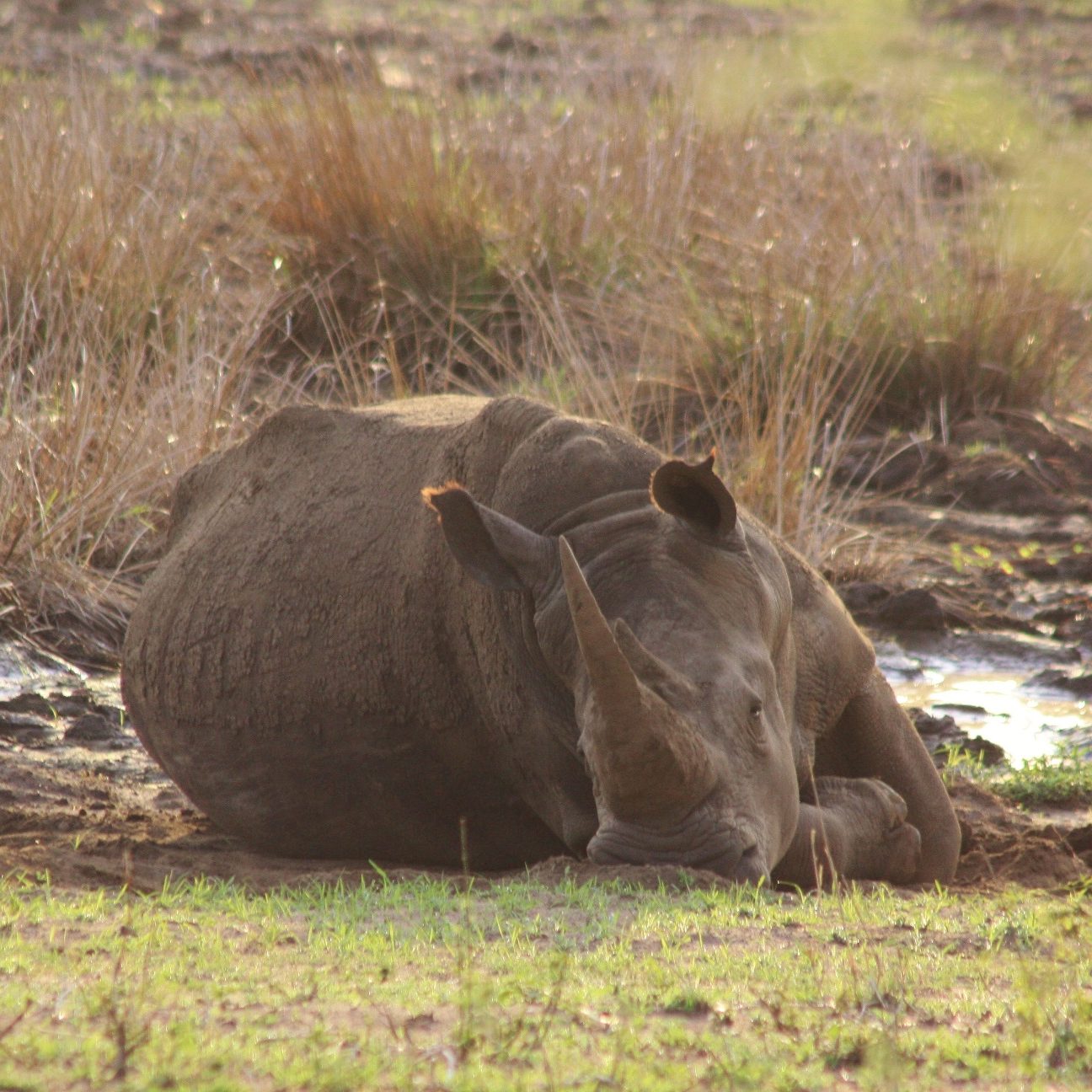 Rhino Reduced