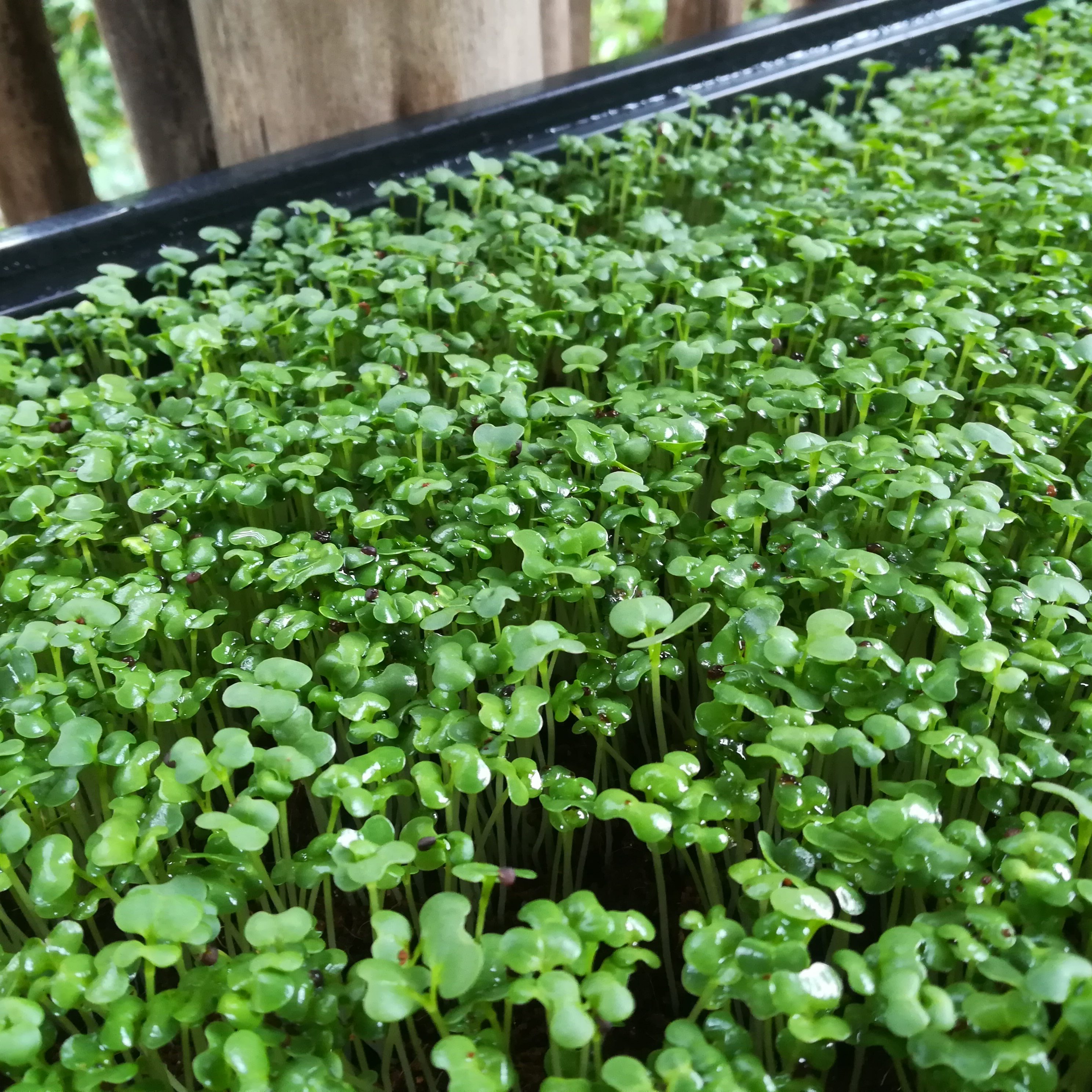 Tatsoi mustard grown on site at Isibindi Africa Lodges