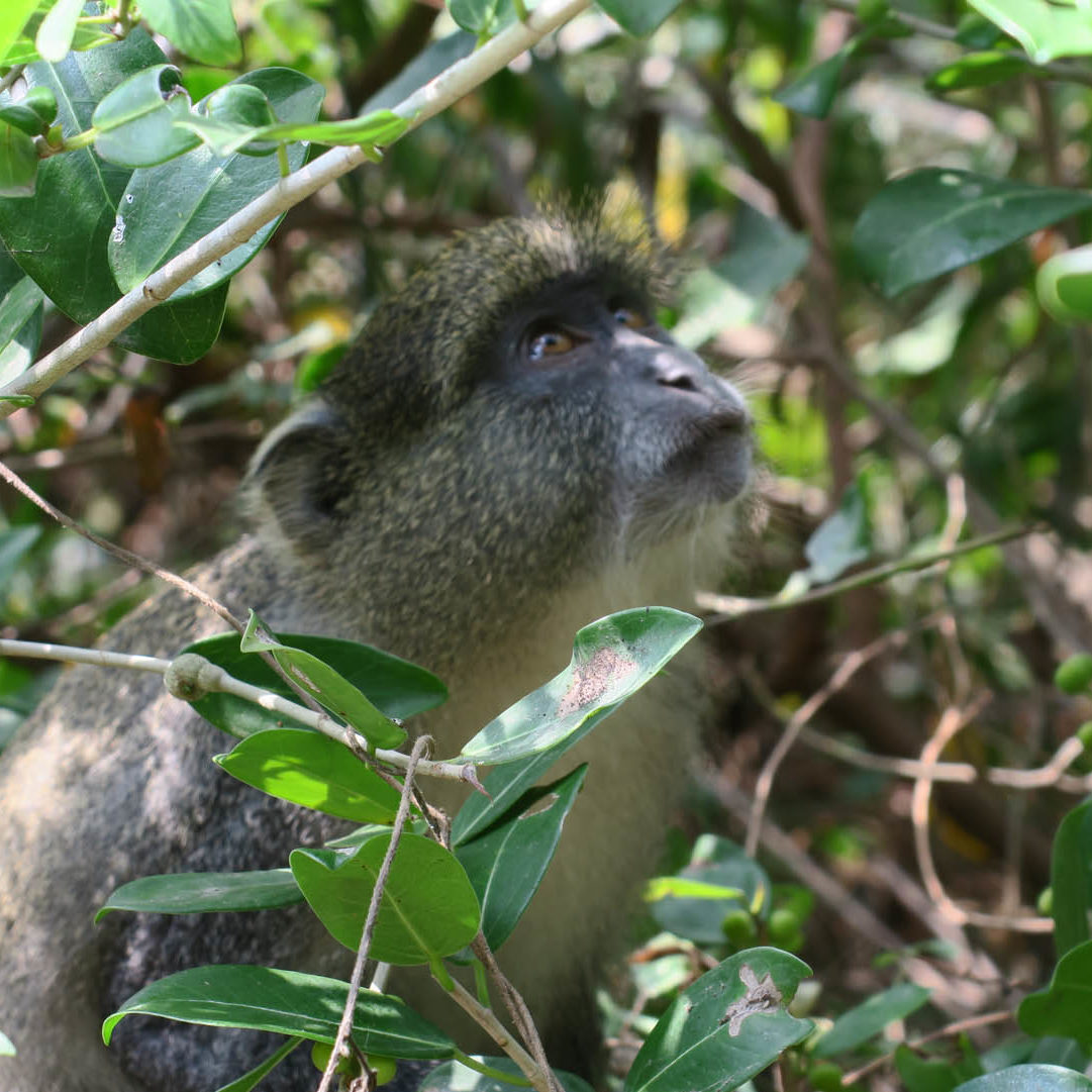 Thonga-Wildlife-circle Thonga-Wildlife-circle