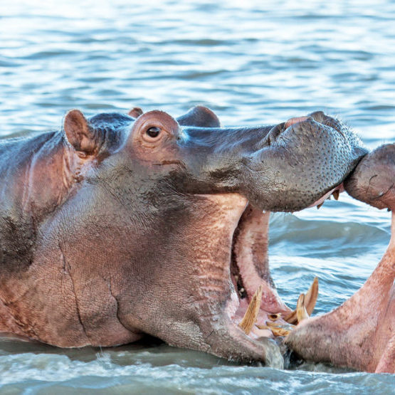 hippo-isimangaliso-1-1024x555 hippo-isimangaliso-1-1024x555