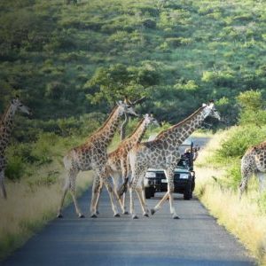 safari-drives safari-drives