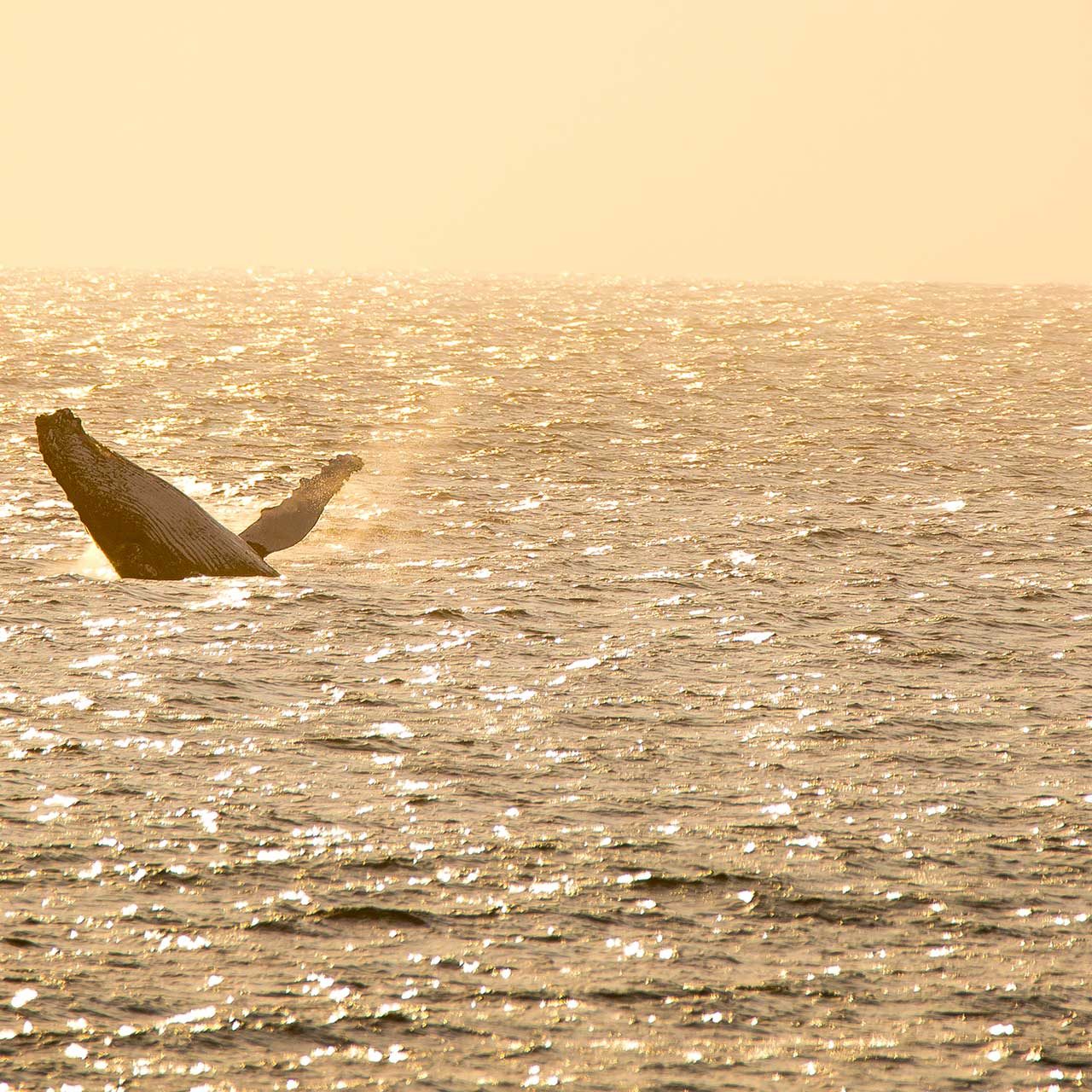 y-AD1A5554---Southern-Right-Whale